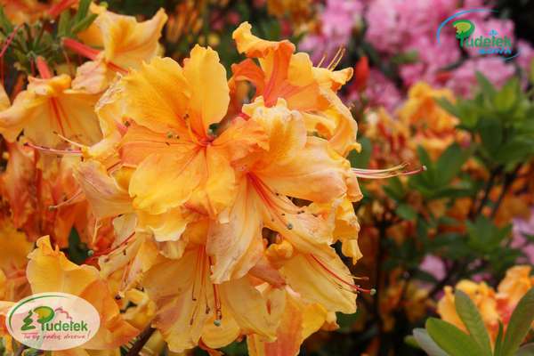 Azalia Sunte Nectarine